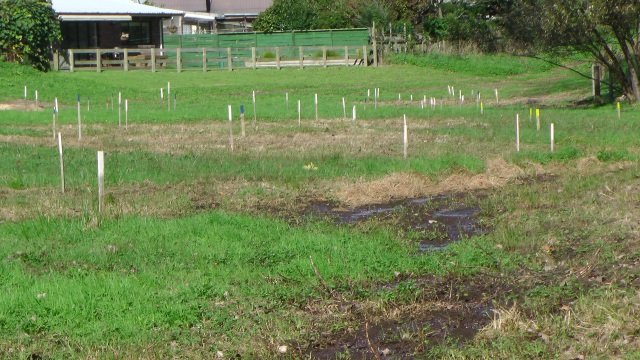 Layout 1. Cambridge Tree Trust